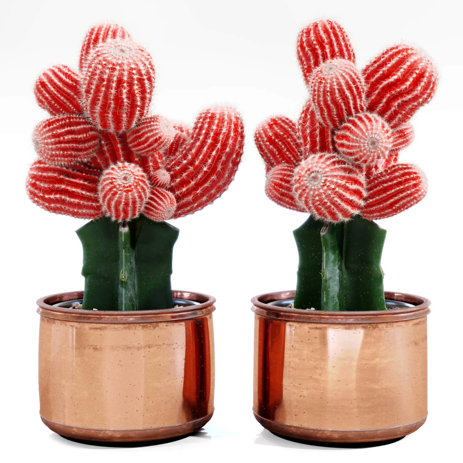 decoration – Red Cactus 09 3D Model