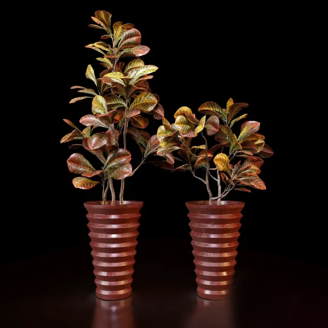 decoration – Red Croton 3D Model