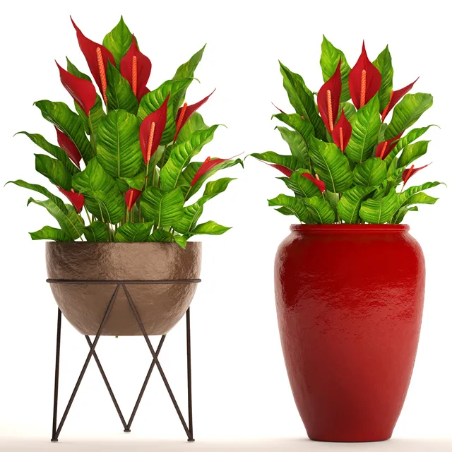 decoration – Redhome plants 02 3D Model