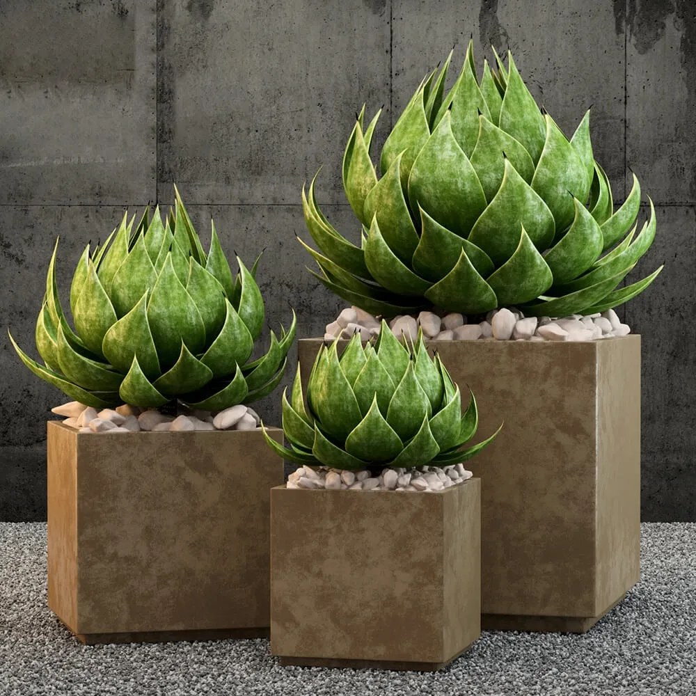 decoration – Restoration Hardware plants 3D Model