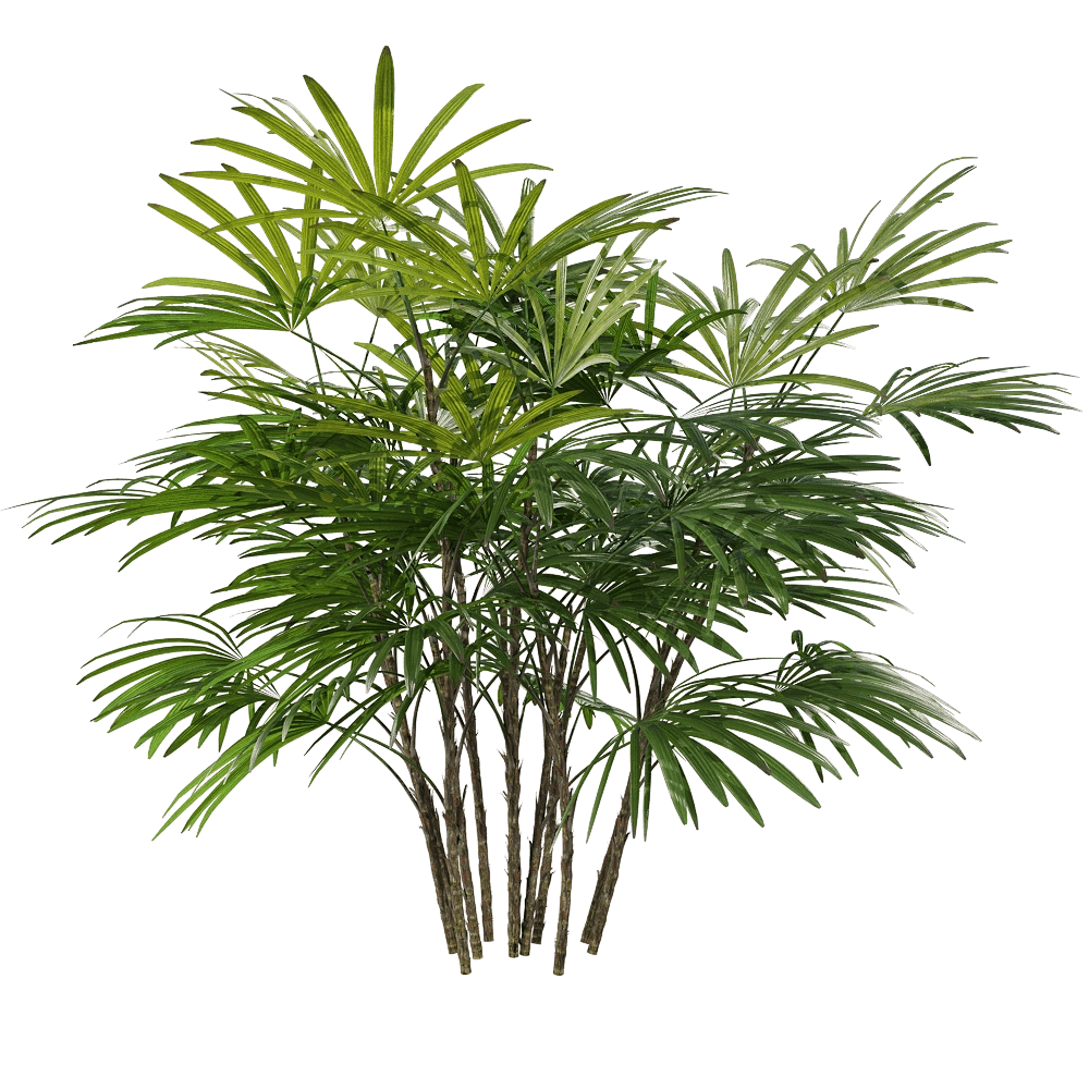 decoration – Rhapis humilis 1 1 3D Model decoration – Rhapis humilis 1 1 3D Model