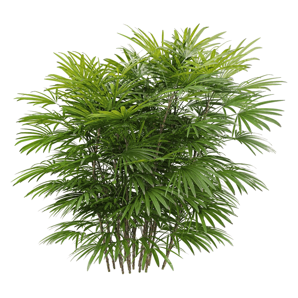 decoration – Rhapis humilis 2 3D Model