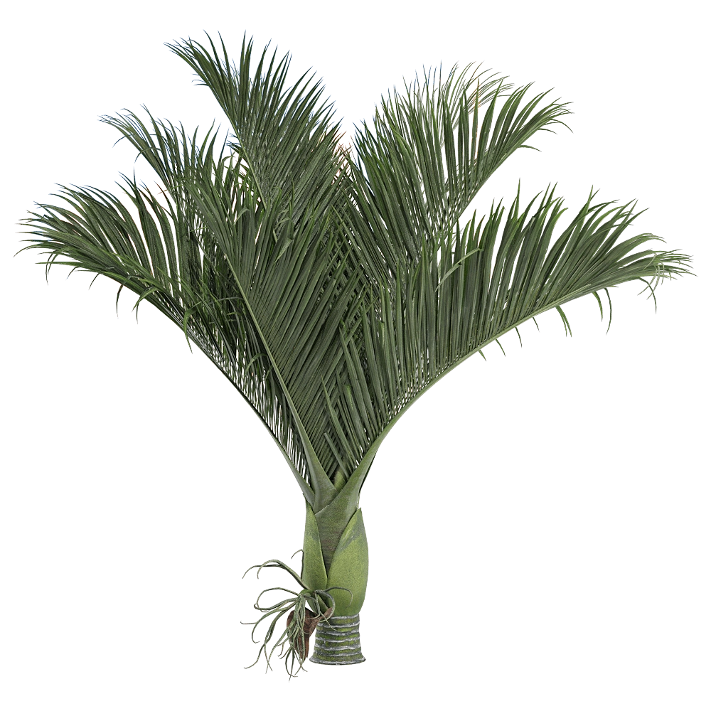 decoration – Rhopalostylis baueri 1 3D Model