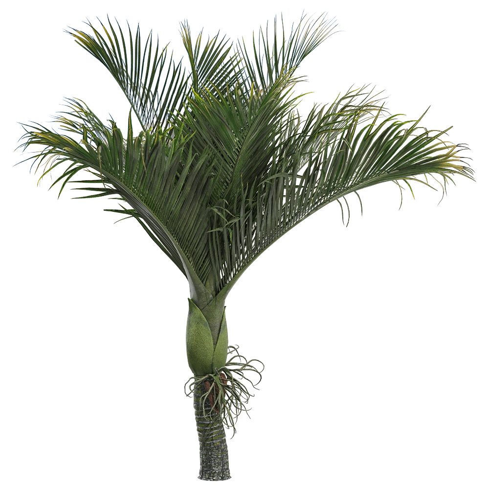 decoration – Rhopalostylis baueri 3 3D Model