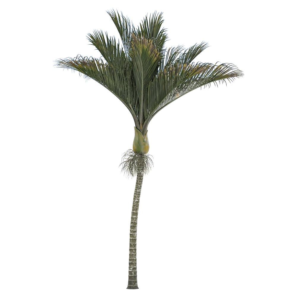 decoration – Rhopalostylis sapida 1 3D Model
