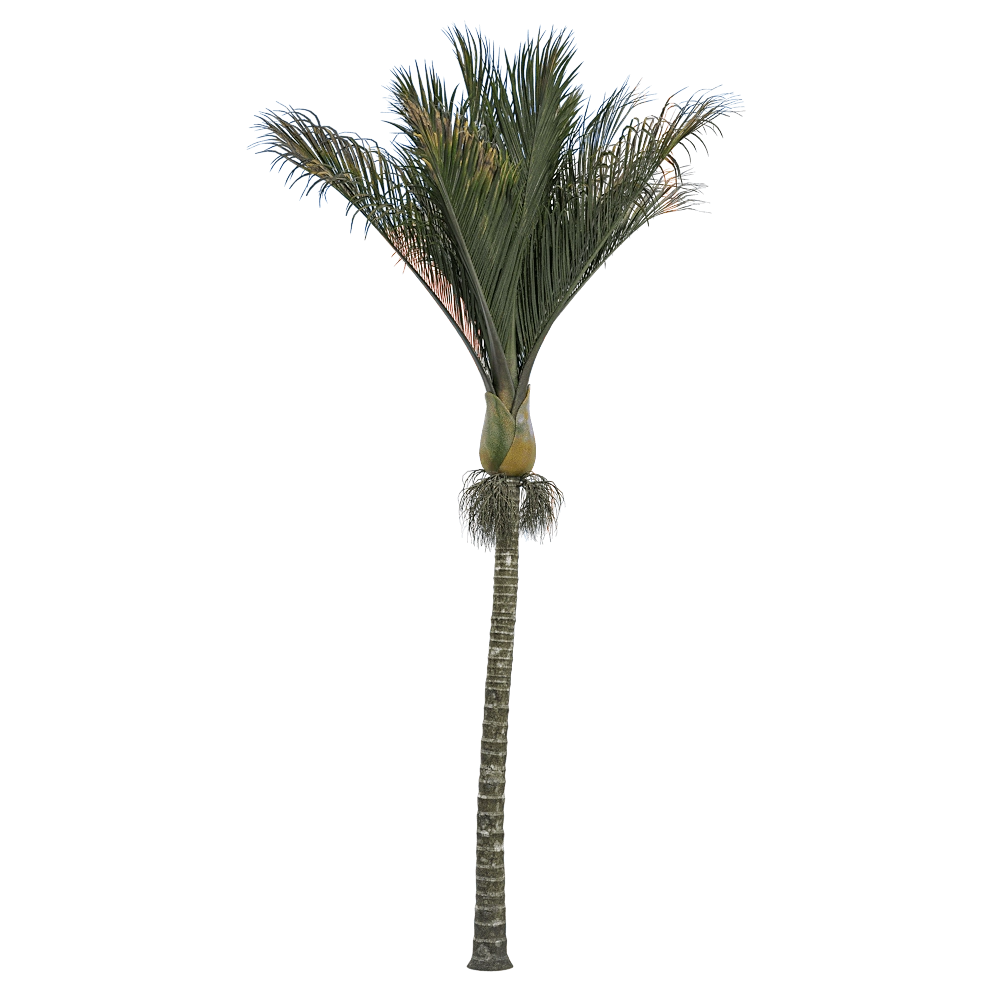 decoration – Rhopalostylis sapida 2 3D Model
