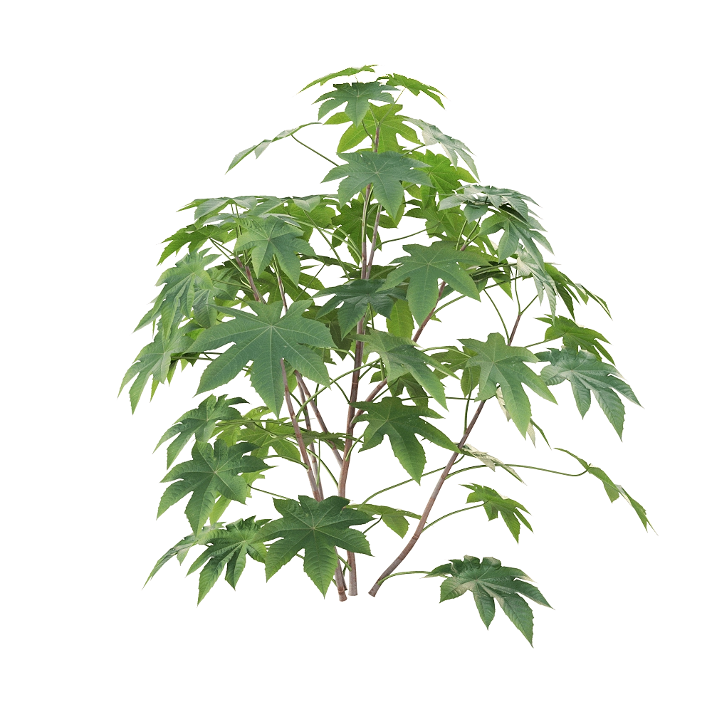 decoration – Ricinus communis 01 3D Model