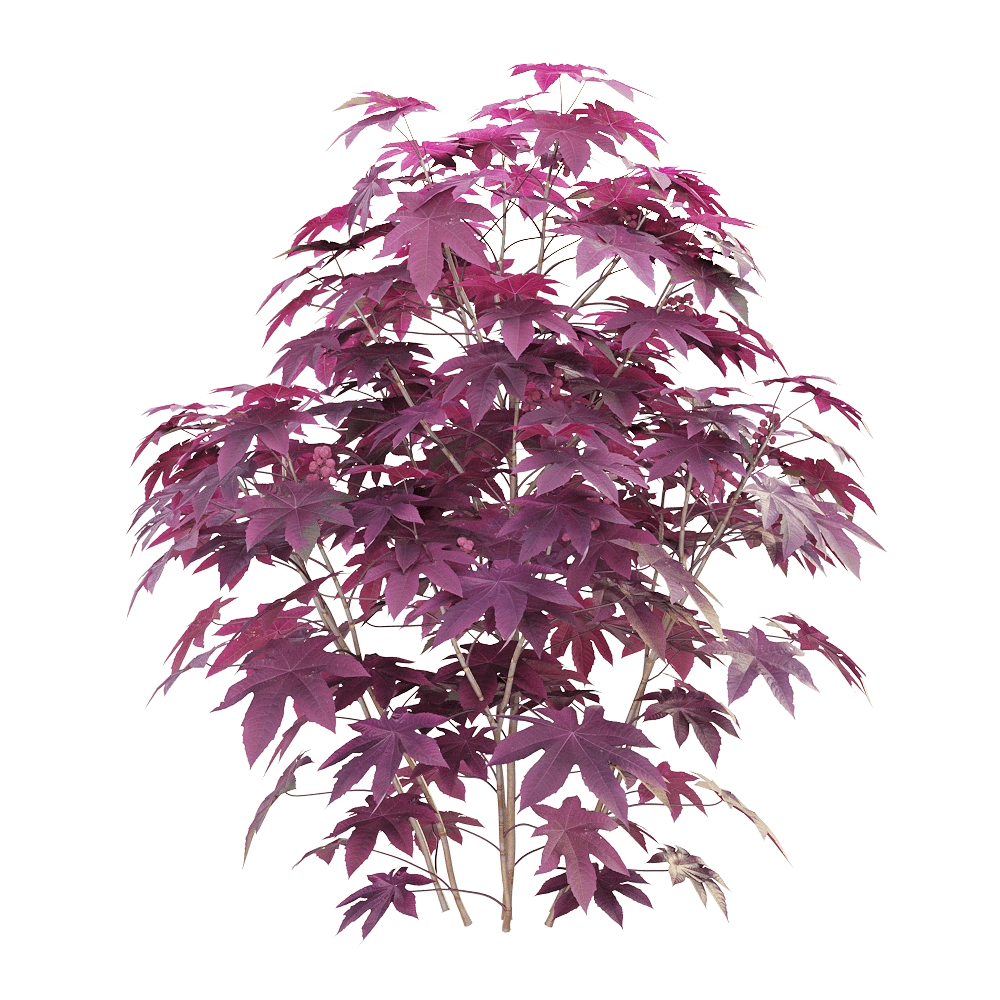 decoration – Ricinus communis 04 3D Model