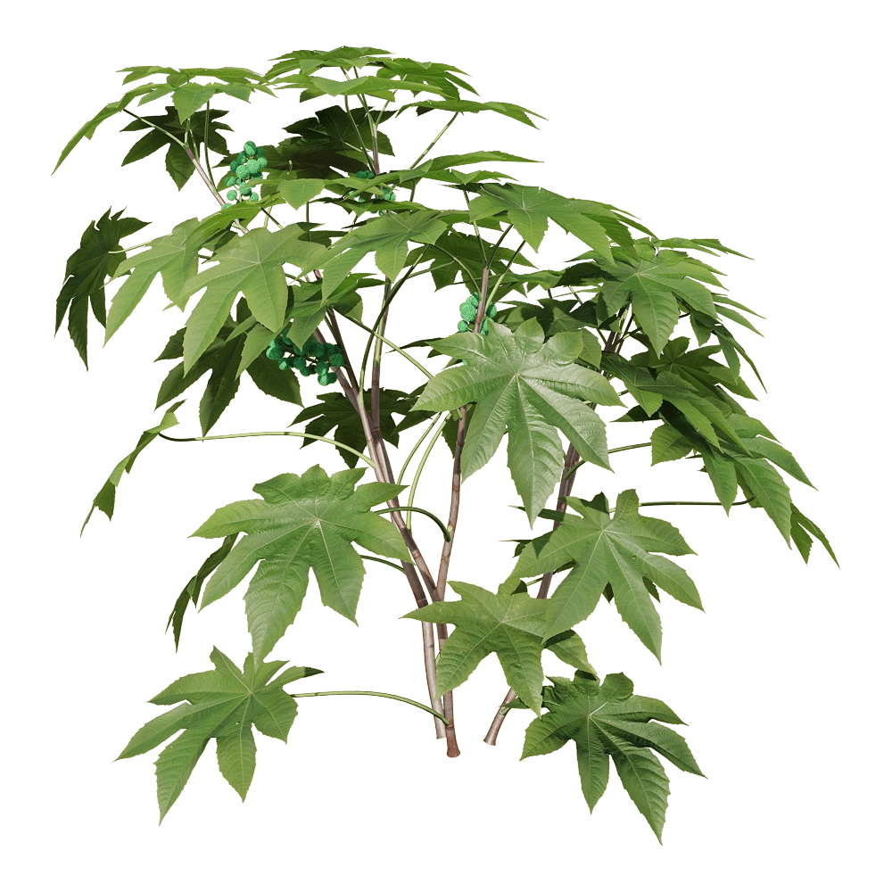 decoration – Ricinus communis 2 3D Model