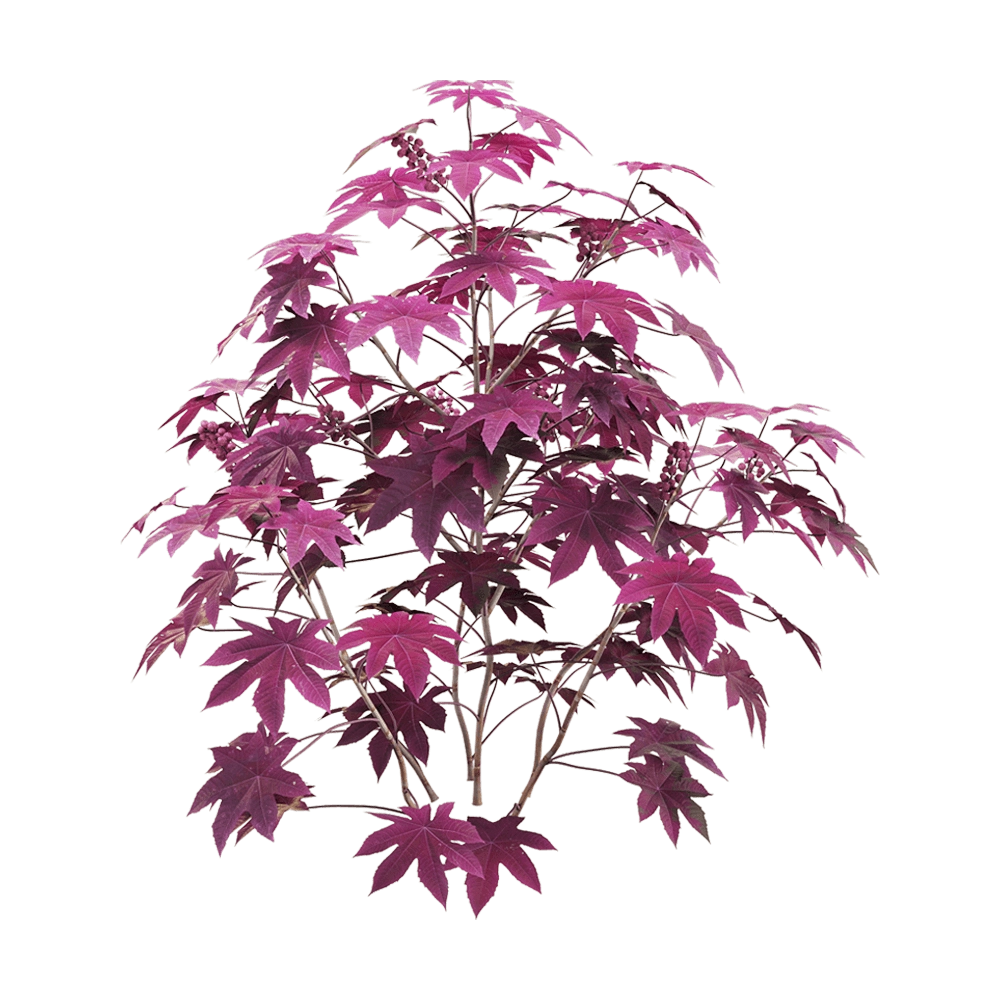 decoration – Ricinus communis 5 3D Model