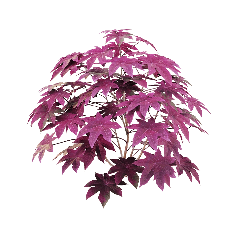 decoration – Ricinus communis 6 3D Model