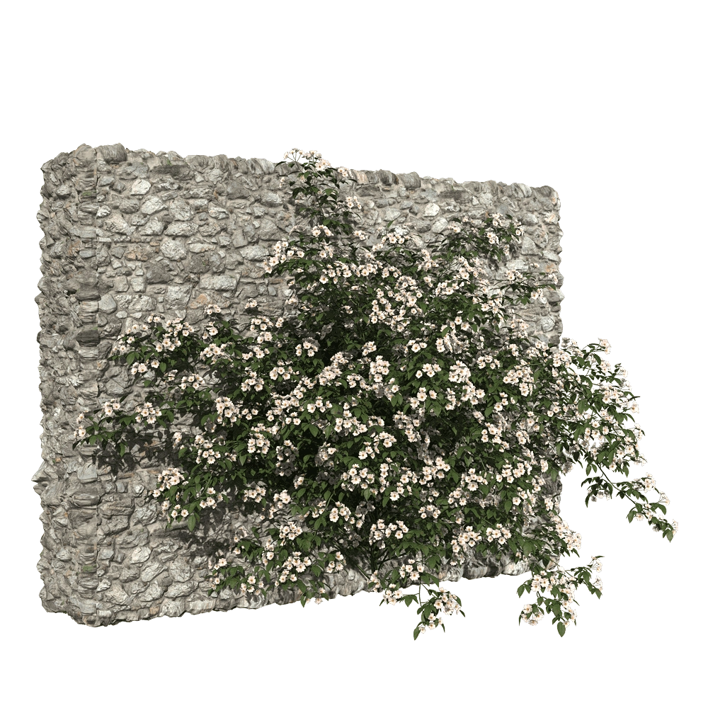 decoration – Rosa cymosa 1 3D Model