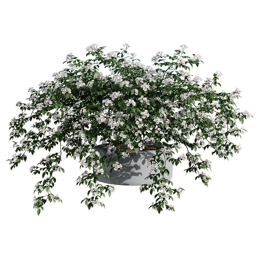 decoration – Rosa cymosa 2 3D Model