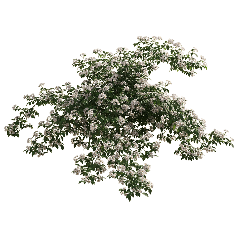 decoration – Rosa cymosa 3 3D Model