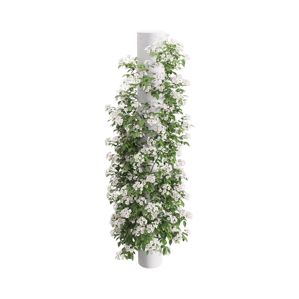 decoration – Rosa Cymosa  6 3D Model