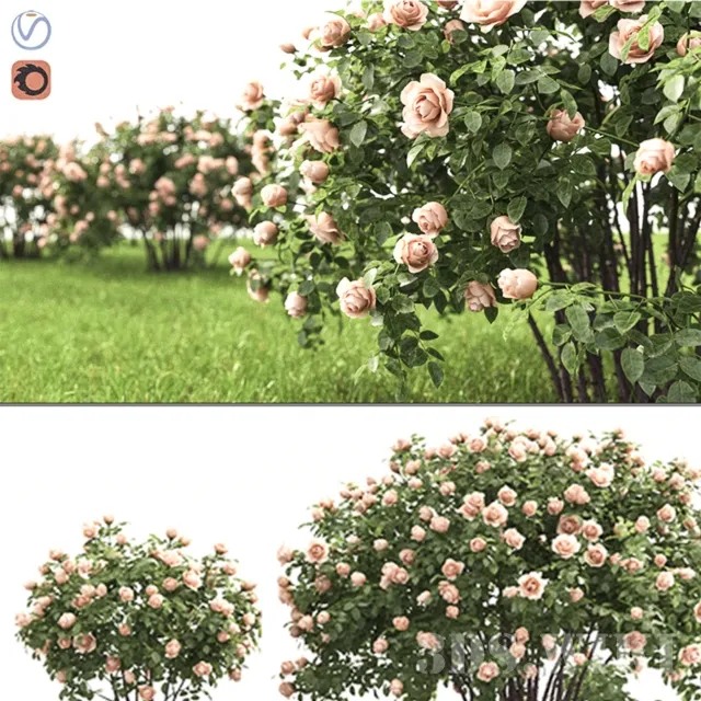 decoration – Rose bush 3D Model decoration – Rose bush 3D Model