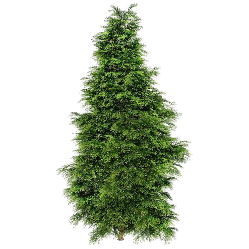 decoration – Sabina Chinensis 01 02 3D Model