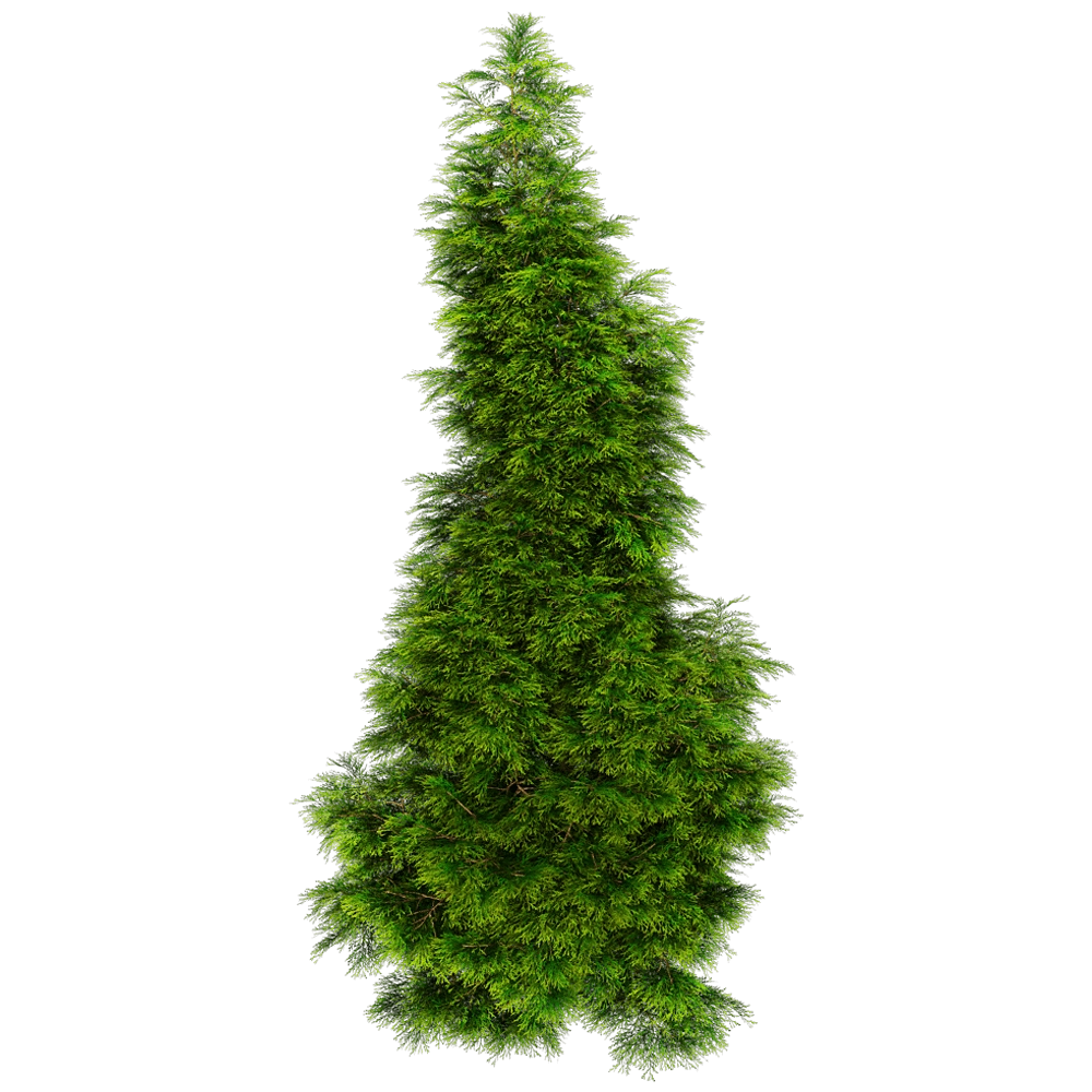 decoration – Sabina Chinensis 01 03 3D Model