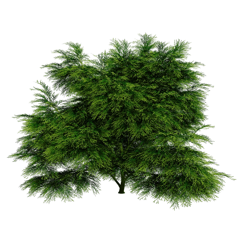 decoration – Sabina Chinensis 01 04 3D Model