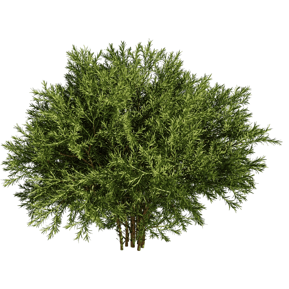 decoration – Sabina Pingii 01 01 3D Model