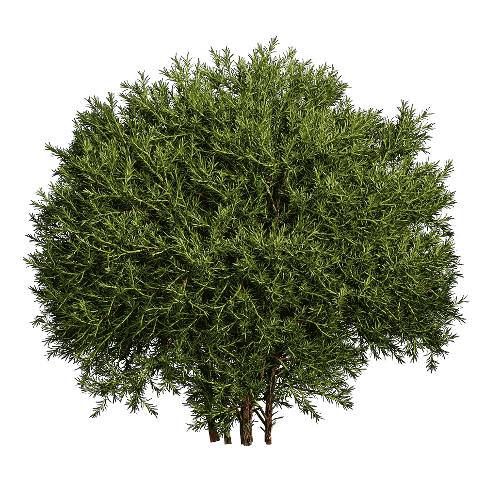 decoration – Sabina Pingii 01 03 3D Model