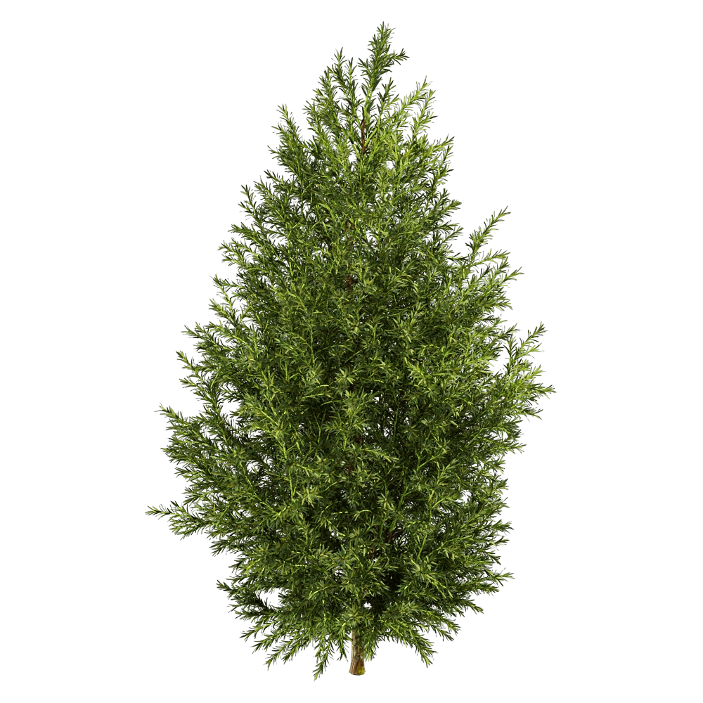 decoration – Sabina Pingii 01 04 3D Model