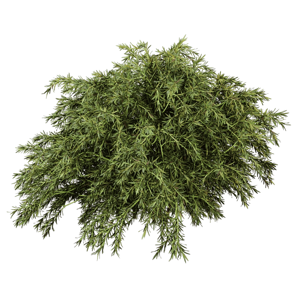 decoration – Sabina Pingii 01 05 3D Model