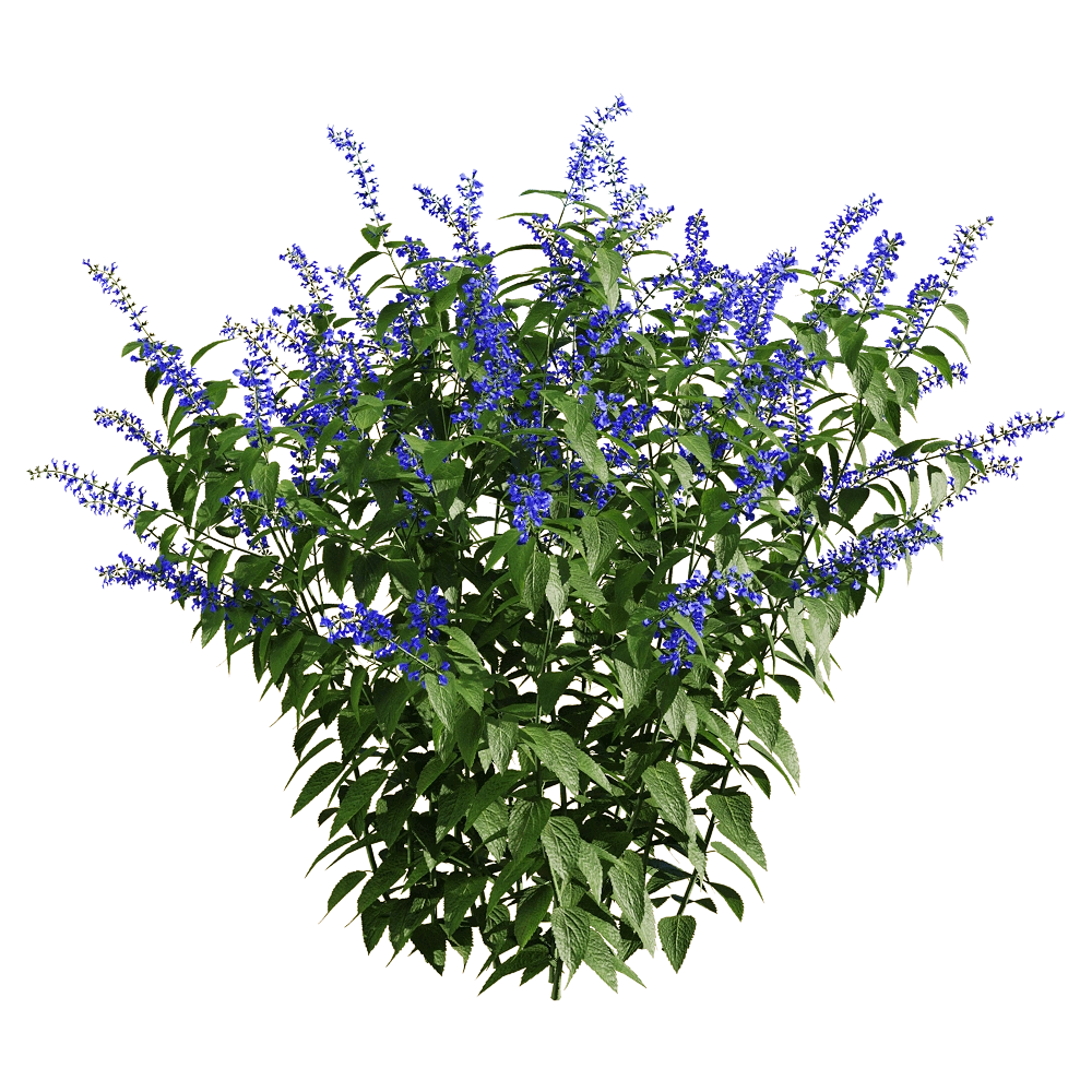 decoration – Salvia guaranitica 1 3D Model