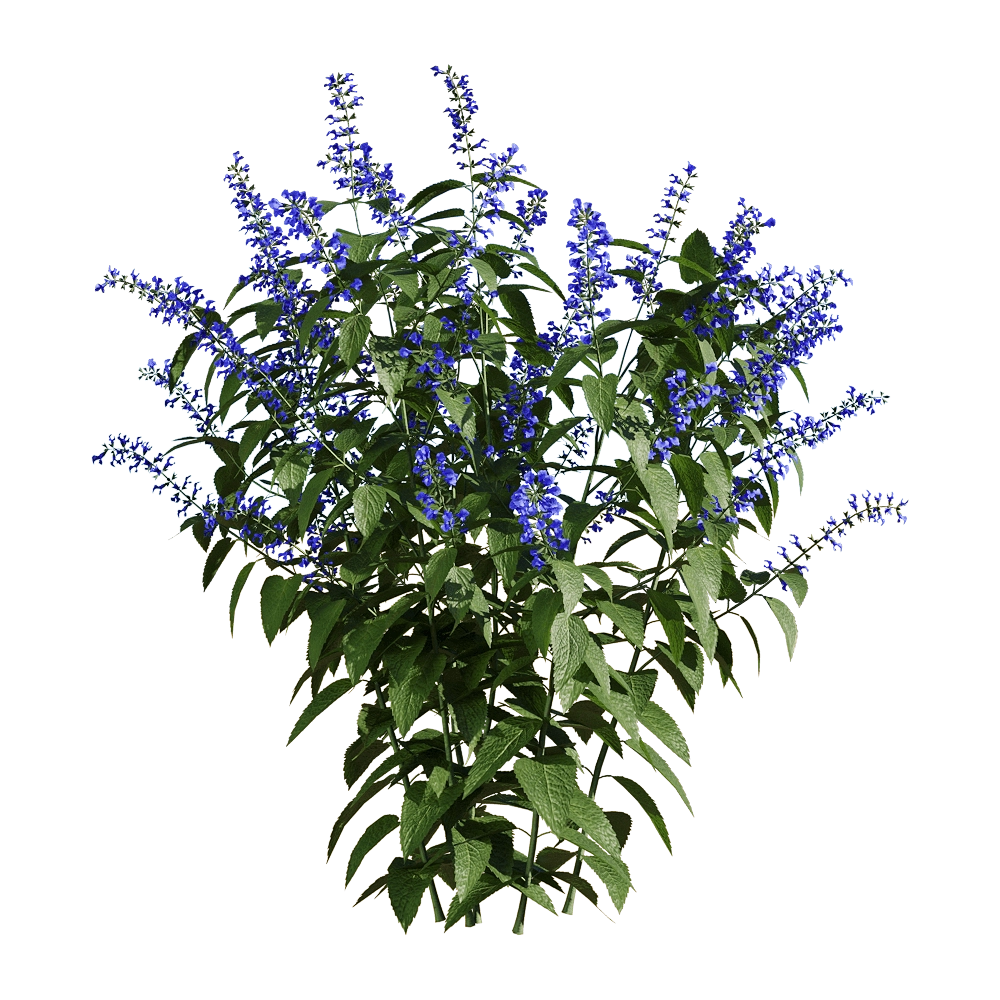 decoration – Salvia guaranitica 2 3D Model