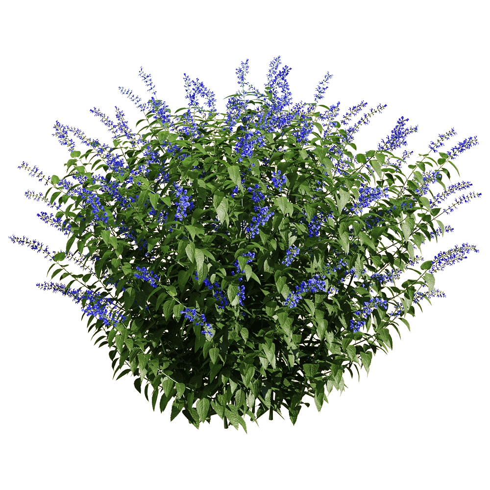 decoration – Salvia guaranitica 4 3D Model decoration – Salvia guaranitica 4 3D Model