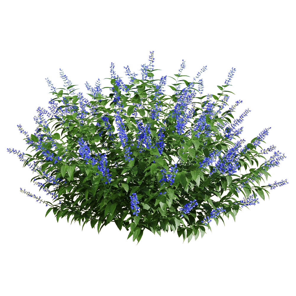 decoration – Salvia guaranitica 5 3D Model decoration – Salvia guaranitica 5 3D Model