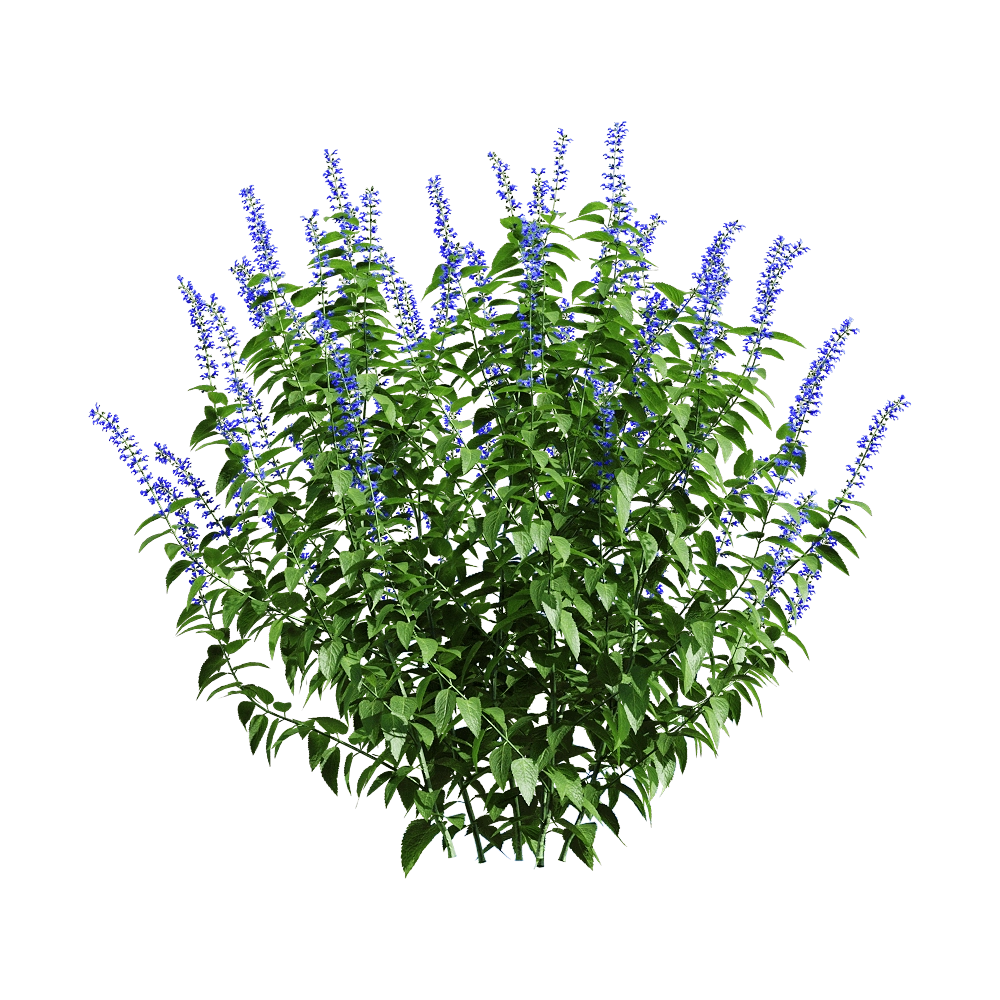 decoration – Salvia guaranitica 6 3D Model decoration – Salvia guaranitica 6 3D Model