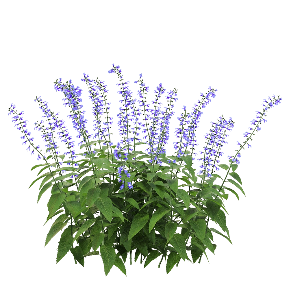 decoration – Salvia Guarantica 3 3D Model