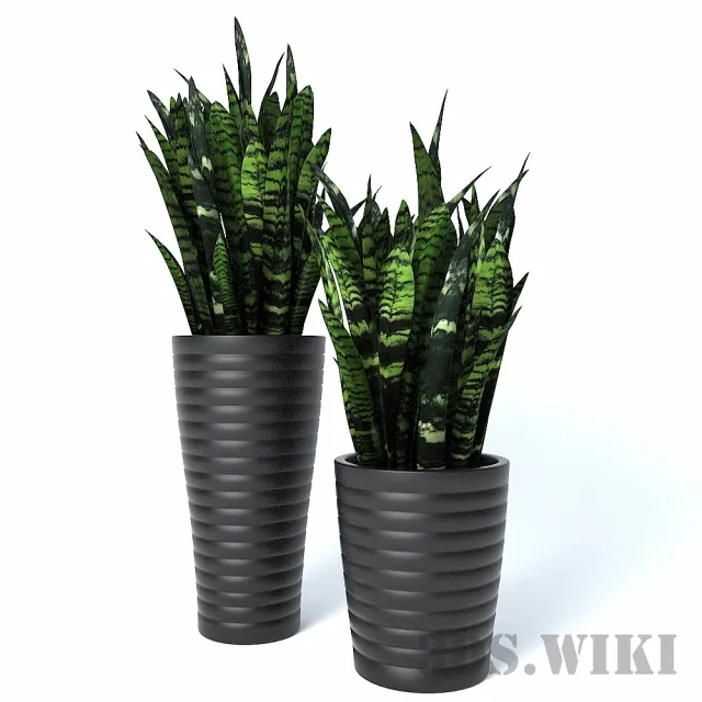 decoration – sansevieria 3D Model decoration – sansevieria 3D Model