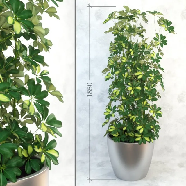 decoration – Schefflera_column 3D Model decoration – Schefflera_column 3D Model