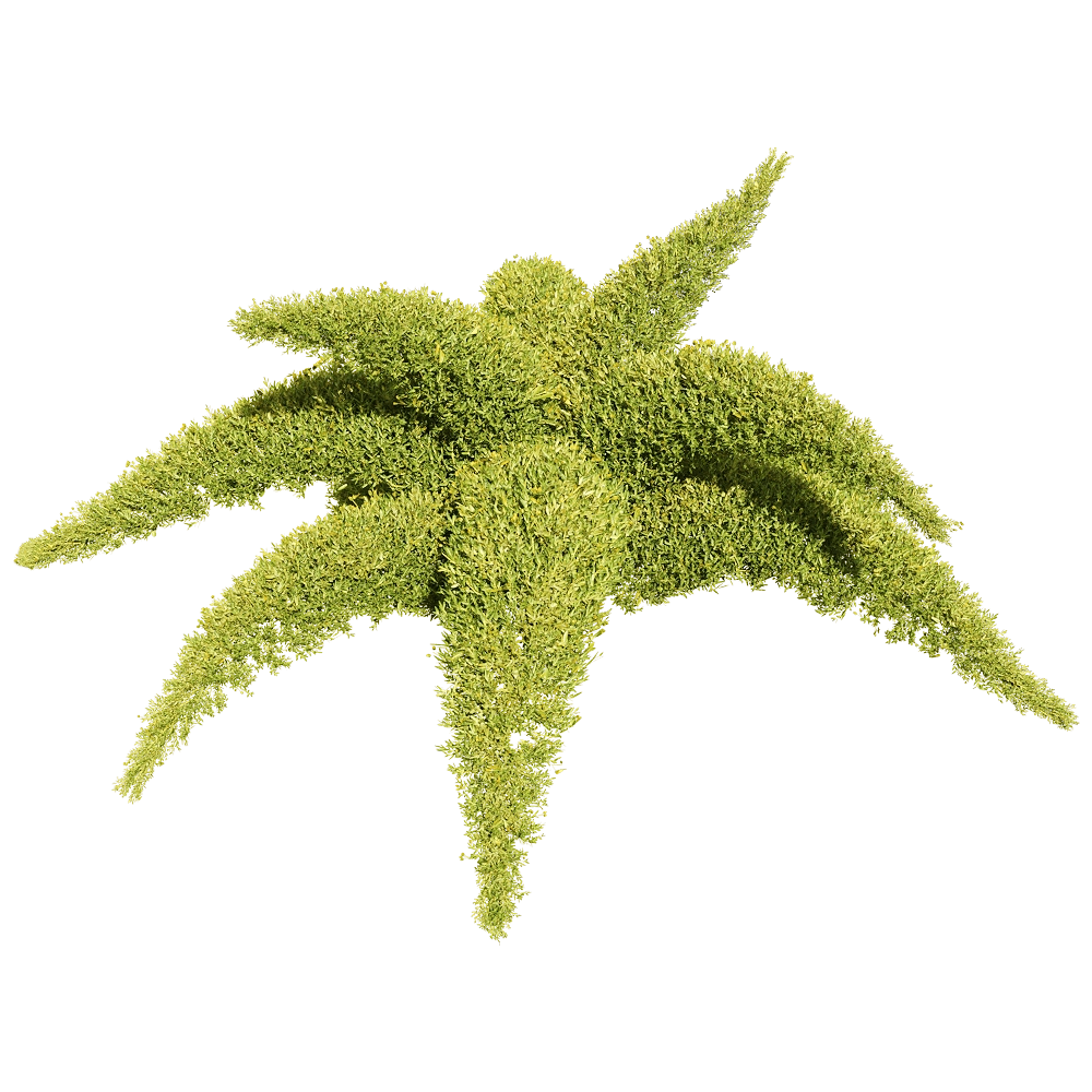 decoration – Sedum sarmentosum 1 3D Model decoration – Sedum sarmentosum 1 3D Model