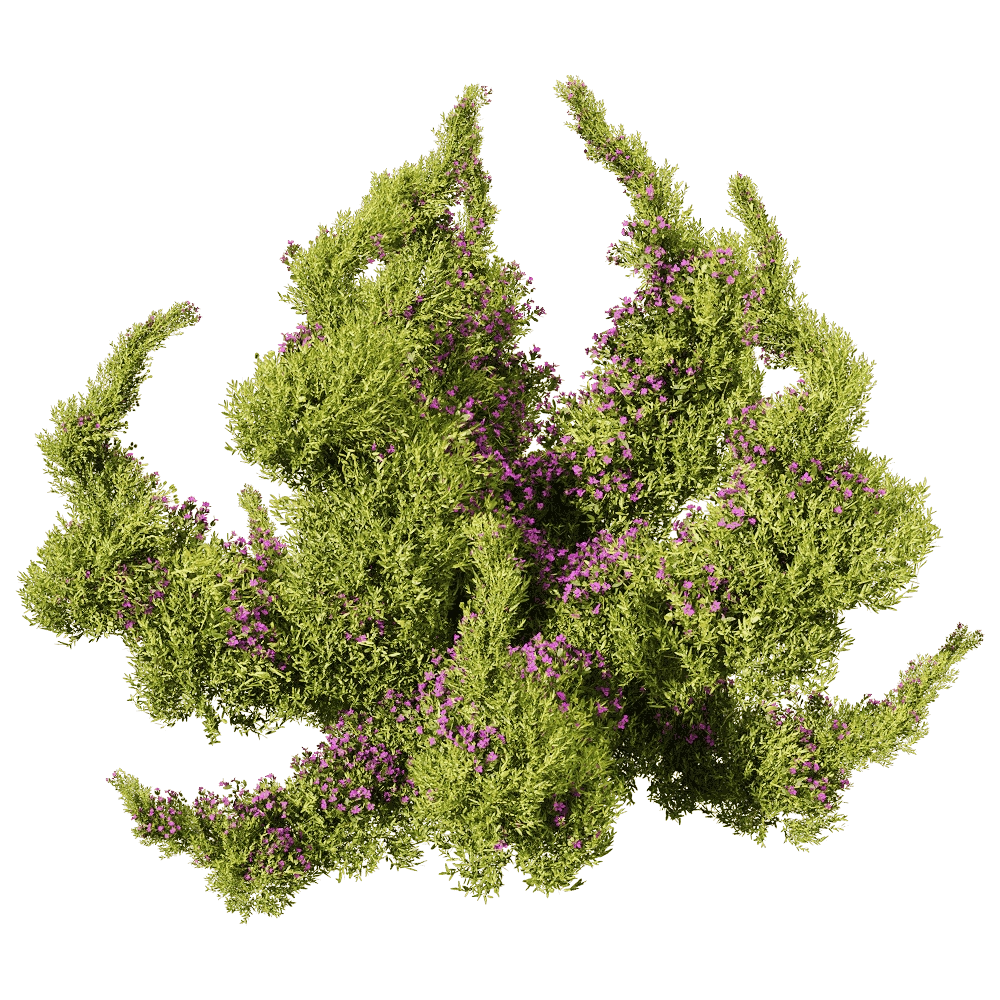 decoration – Sedum sarmentosum 4 3D Model decoration – Sedum sarmentosum 4 3D Model