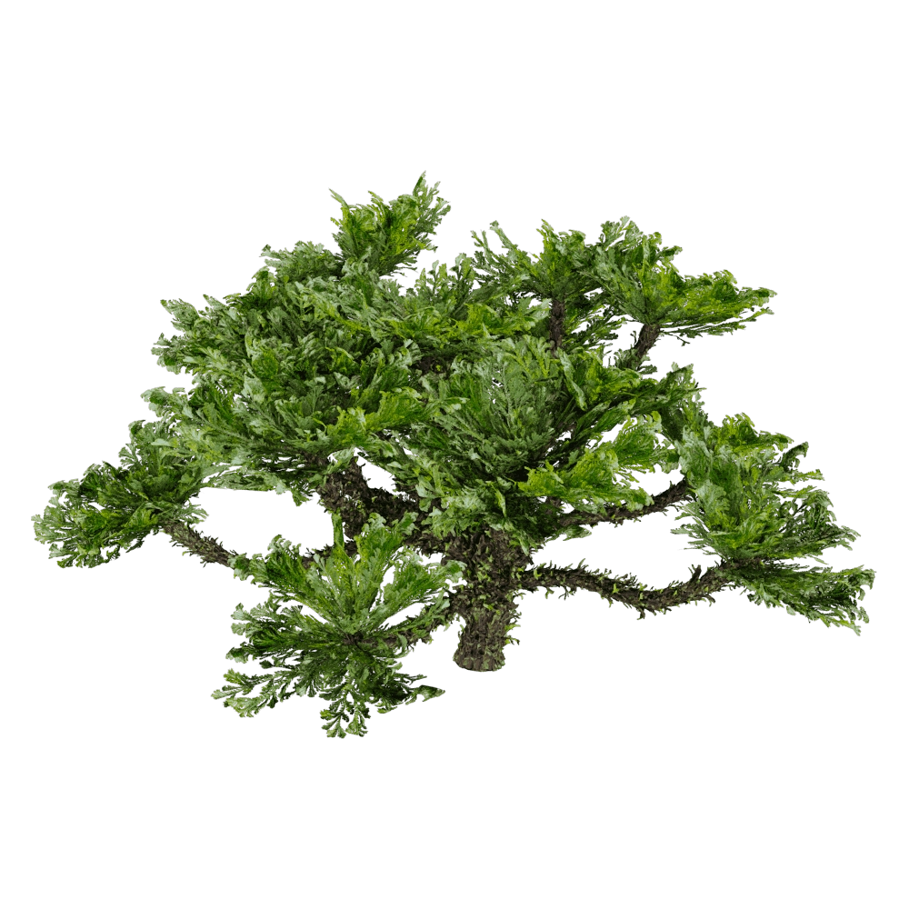 decoration – Selaginella Tamariscina 01 01 3D Model