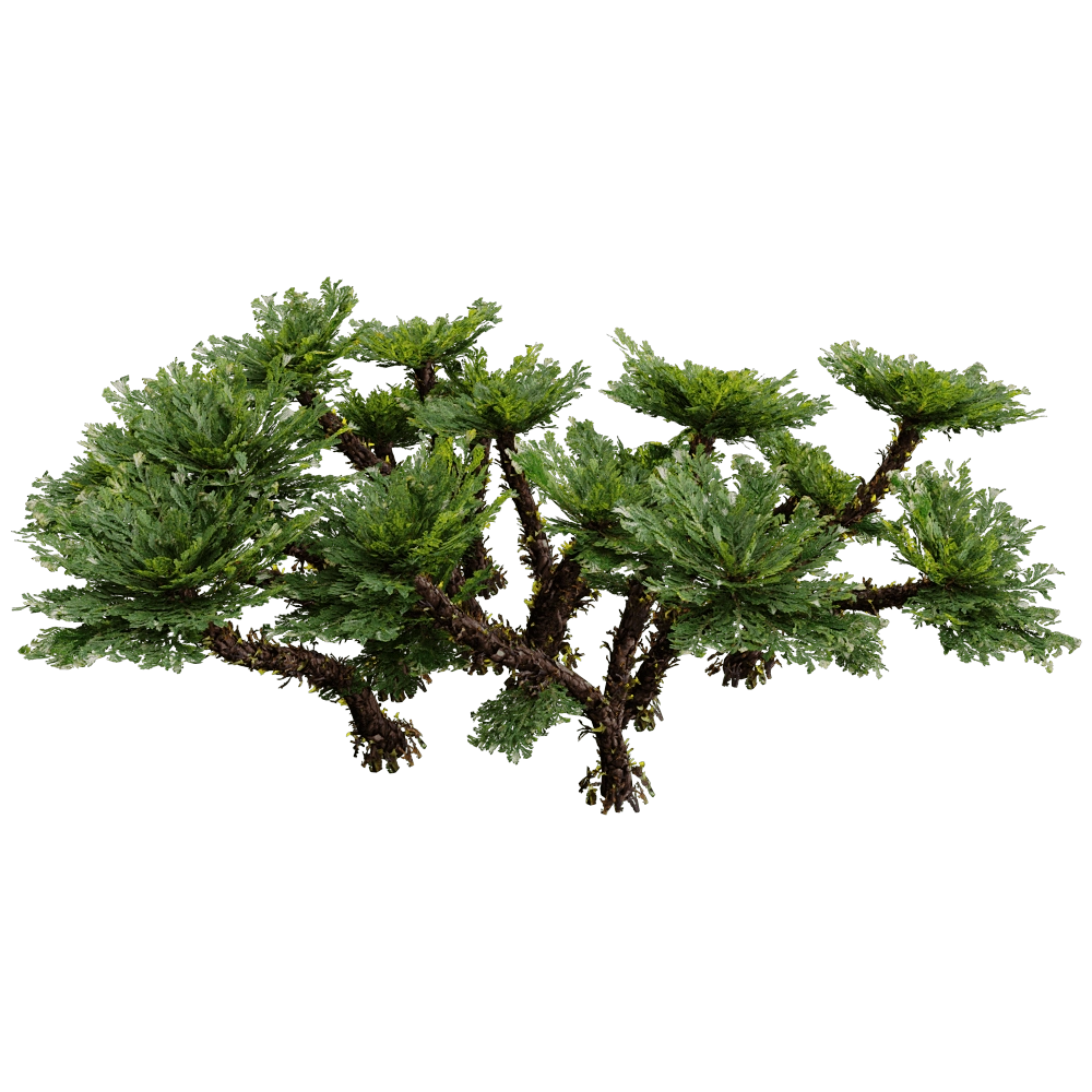 decoration – Selaginella Tamariscina 01 02 3D Model