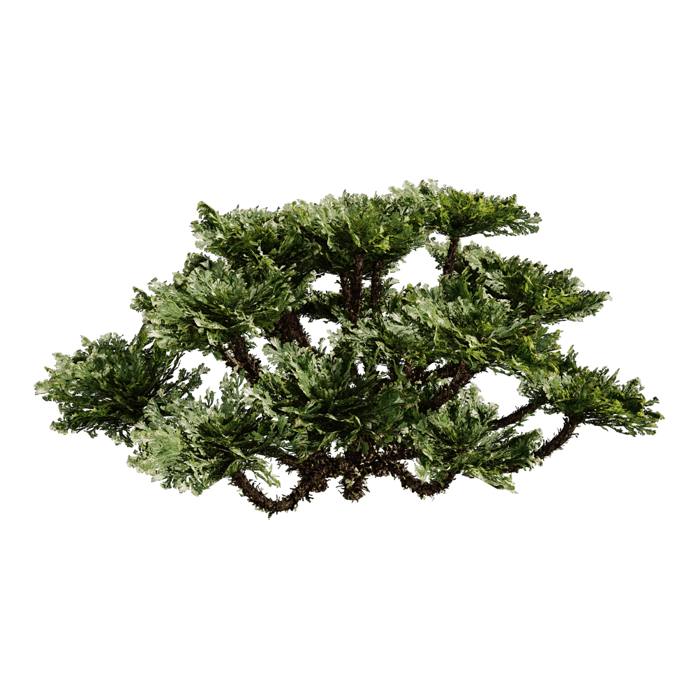 decoration – Selaginella Tamariscina 01 03 3D Model