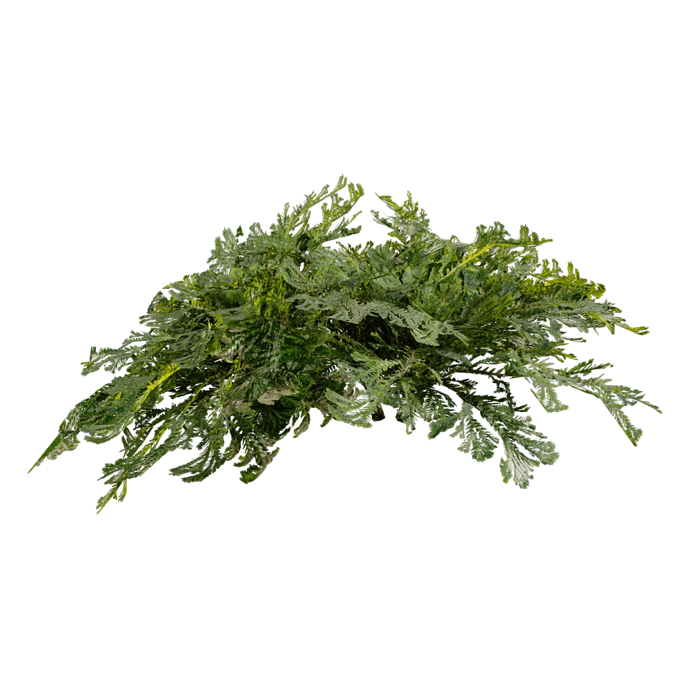 decoration – Selaginella Tamariscina 01 04 3D Model