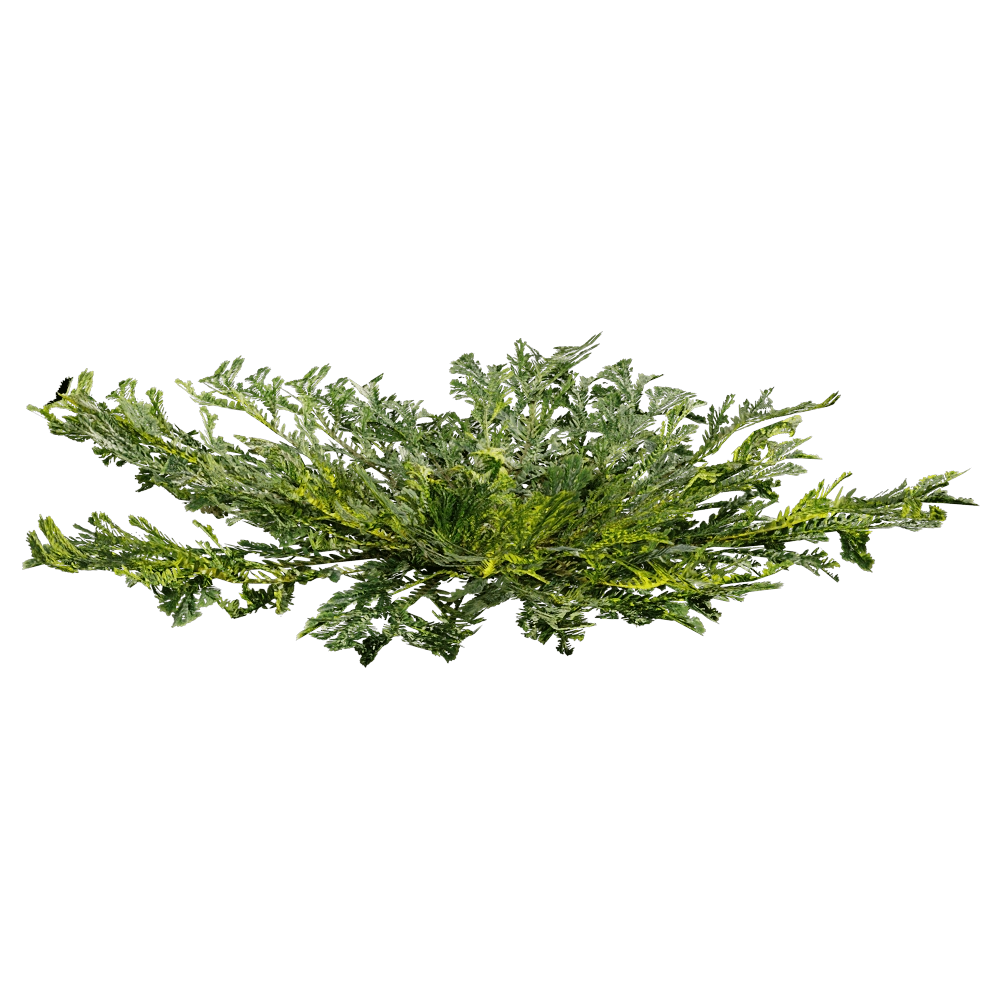 decoration – Selaginella Tamariscina 01 05 3D Model