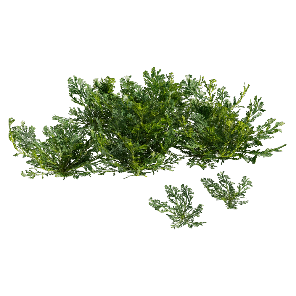 decoration – Selaginella Tamariscina 01 06 3D Model