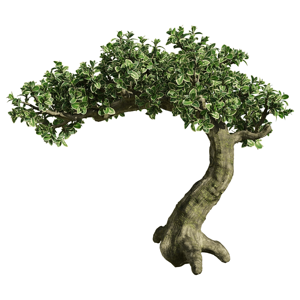 decoration – Serissa japonica 2 3D Model decoration – Serissa japonica 2 3D Model