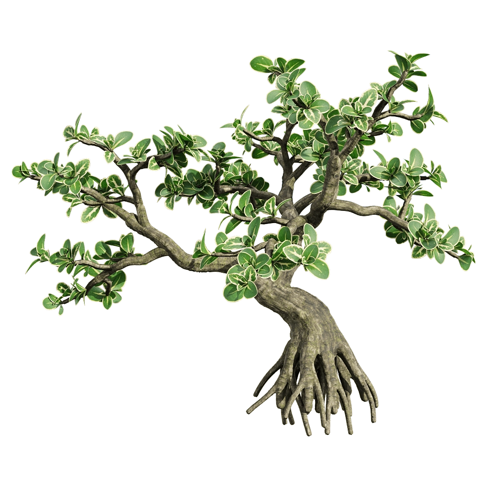 decoration – Serissa japonica 5 3D Model decoration – Serissa japonica 5 3D Model