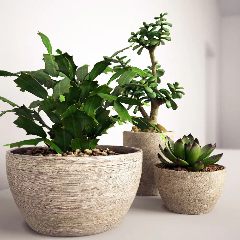 decoration – Set of plants 01 3D Model
