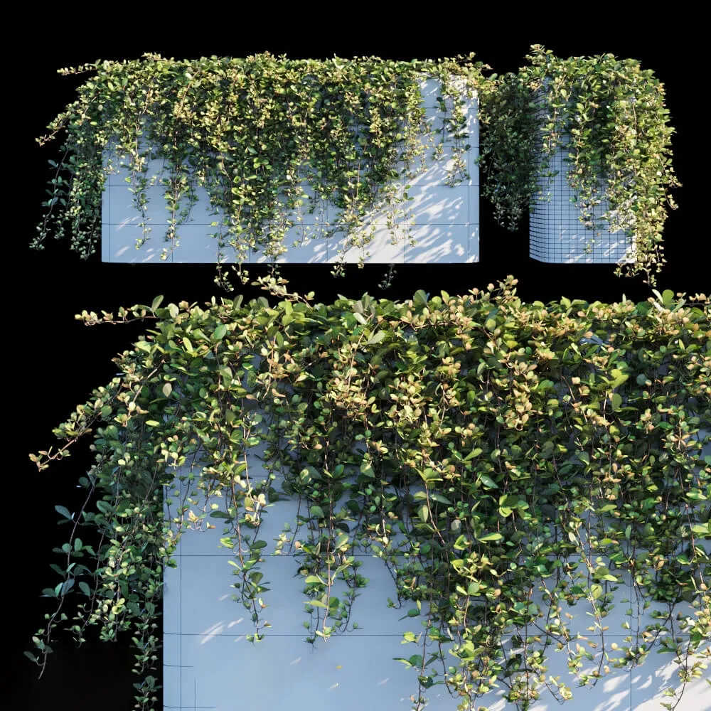 decoration – Sikkim Creeper 3D Model