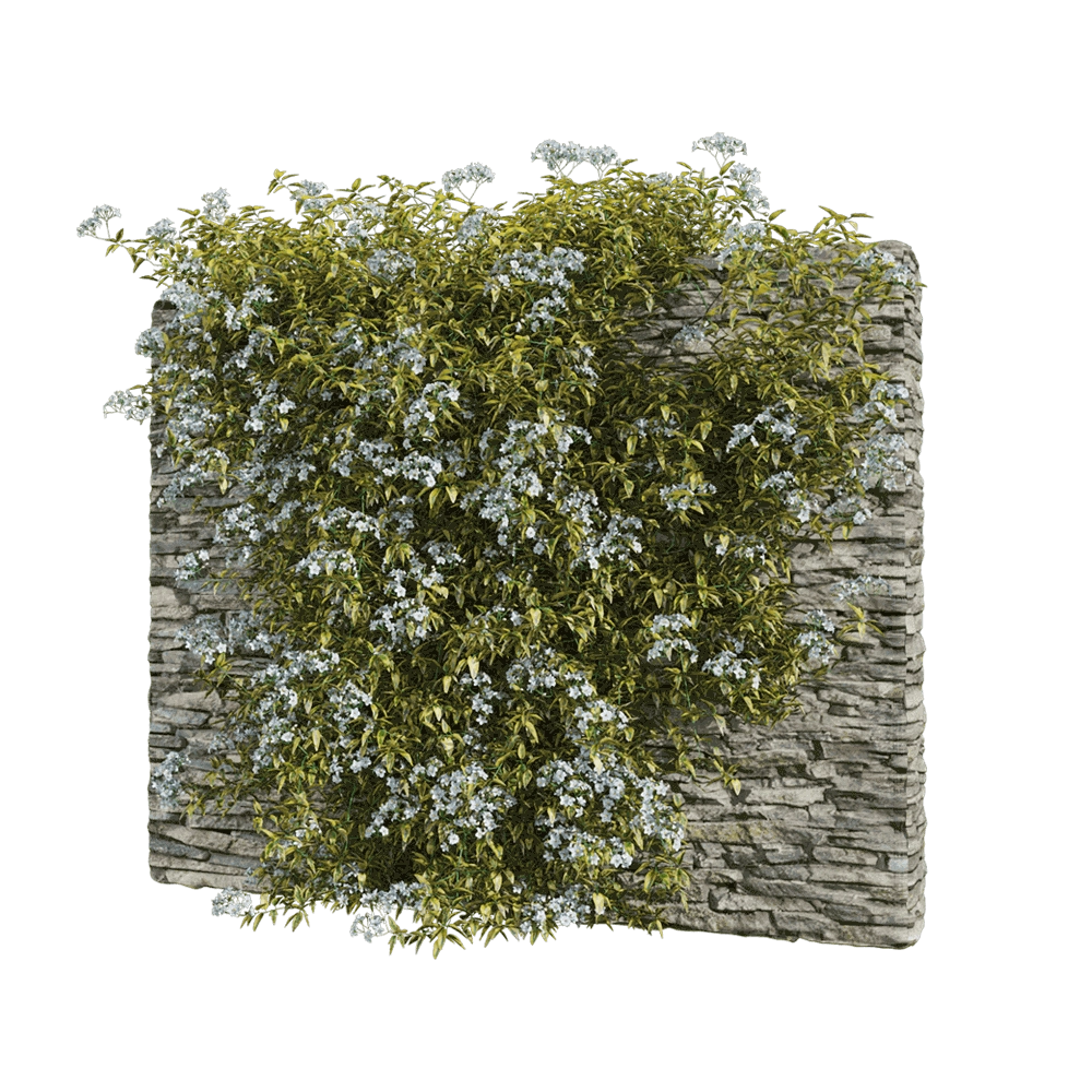 decoration – Solanum jasminoides variegata 1 3D Model