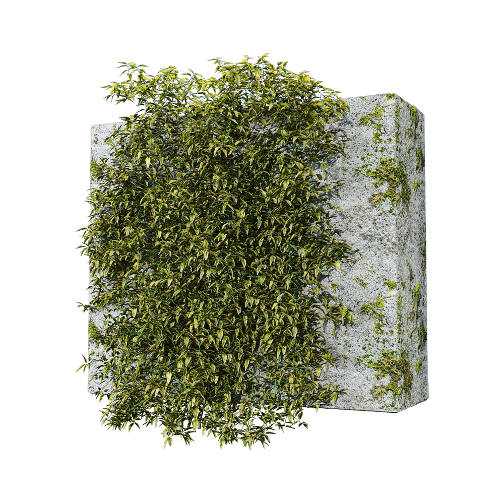 decoration – Solanum jasminoides variegata 2 3D Model decoration – Solanum jasminoides variegata 2 3D Model