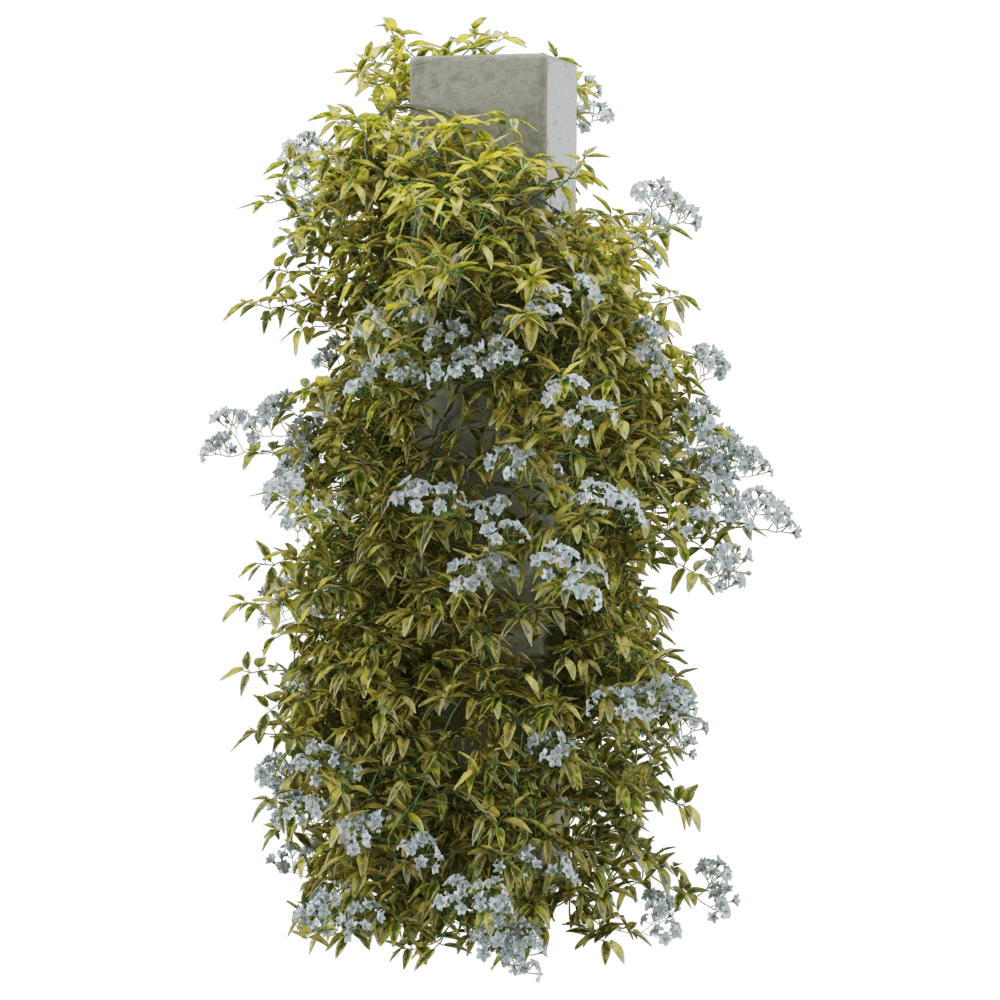 decoration – Solanum jasminoides variegata 3 3D Model
